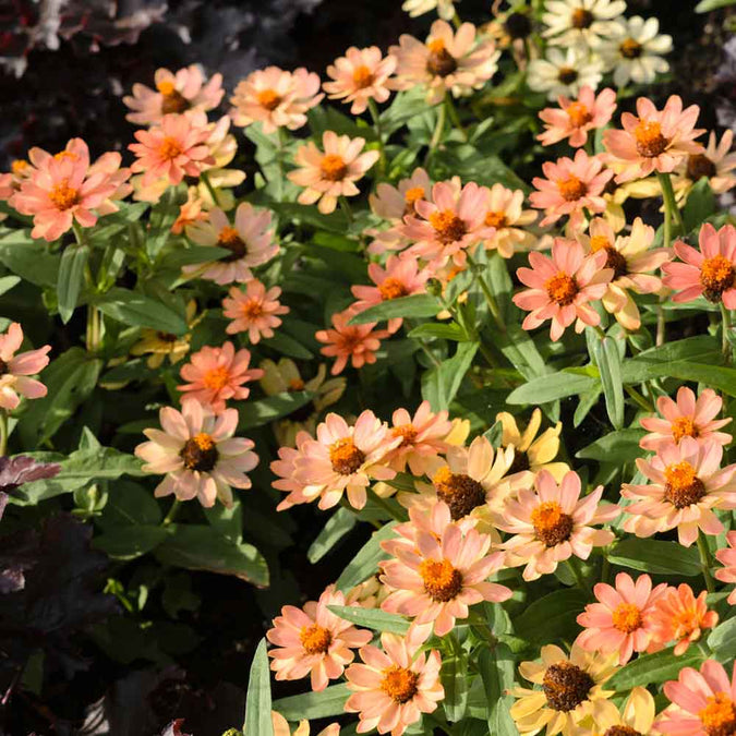 zinnia profusion apricot