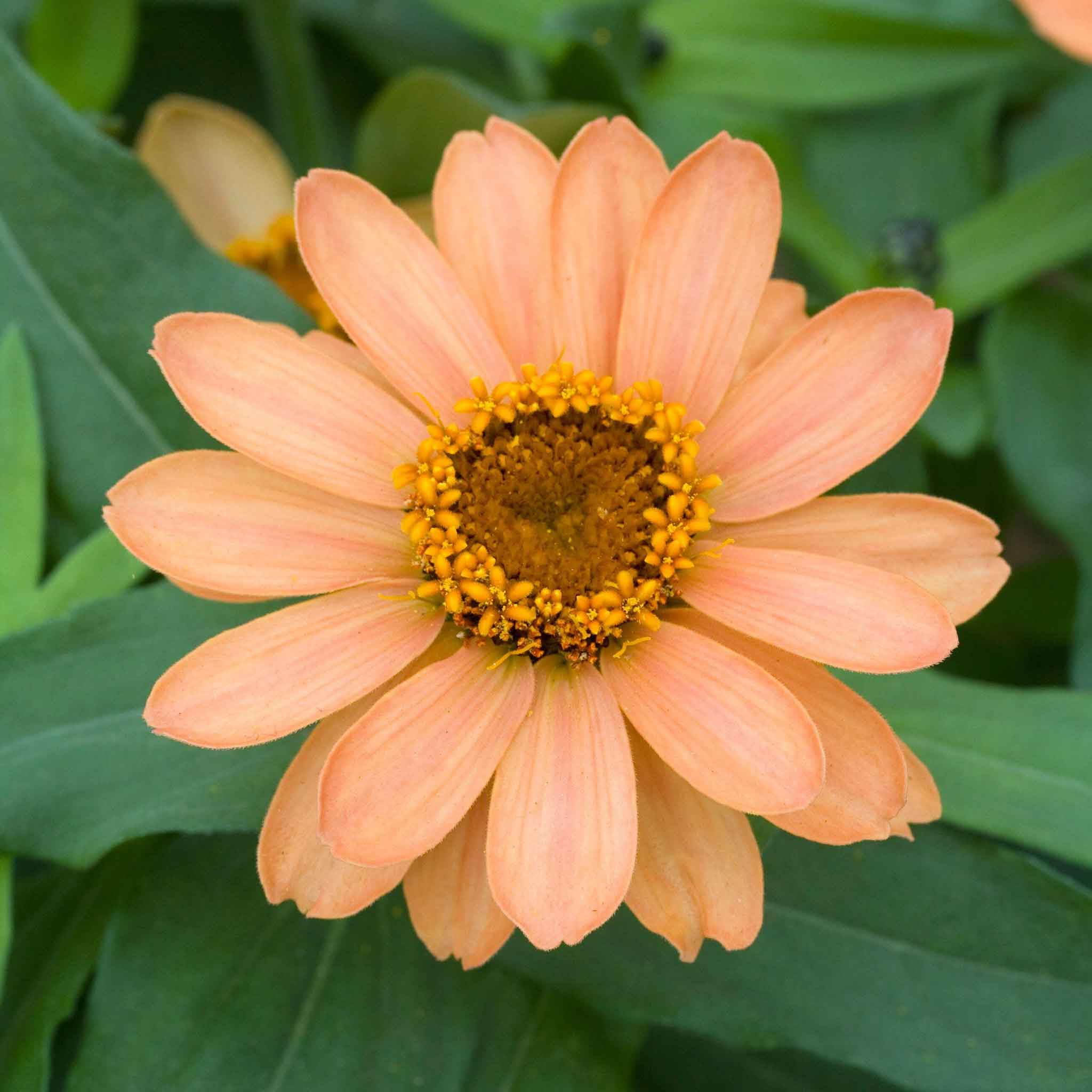 Zinnia Seeds Profusion Apricot Flower Seeds in Packets & Bulk