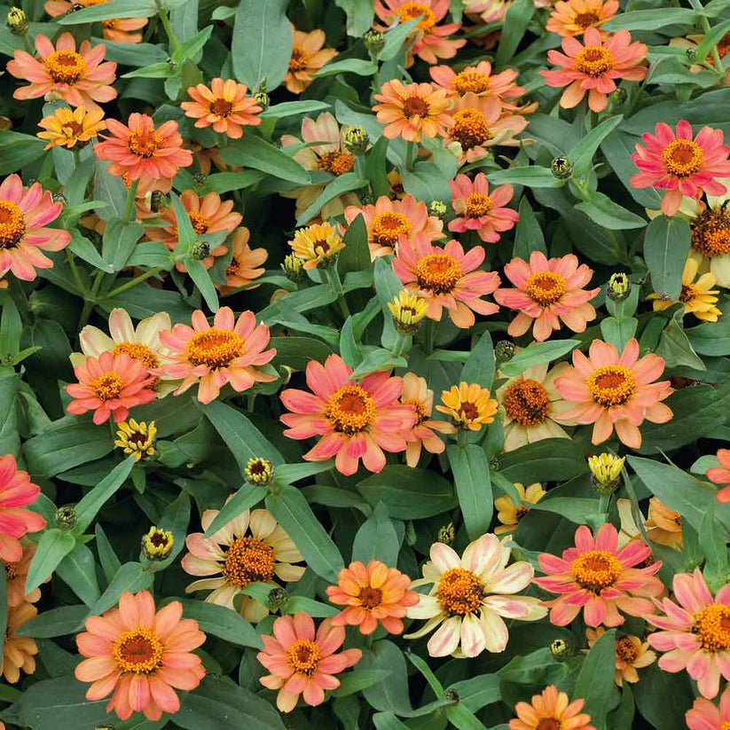 Zinnia Seeds Profusion Apricot Flower Seeds in Packets & Bulk