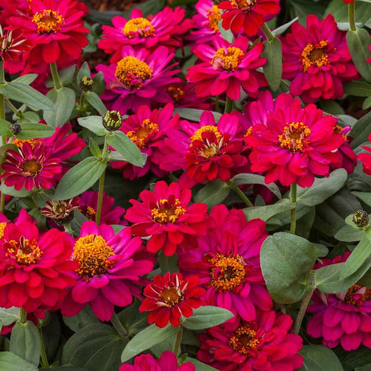 zinnia profusion double hot cherry