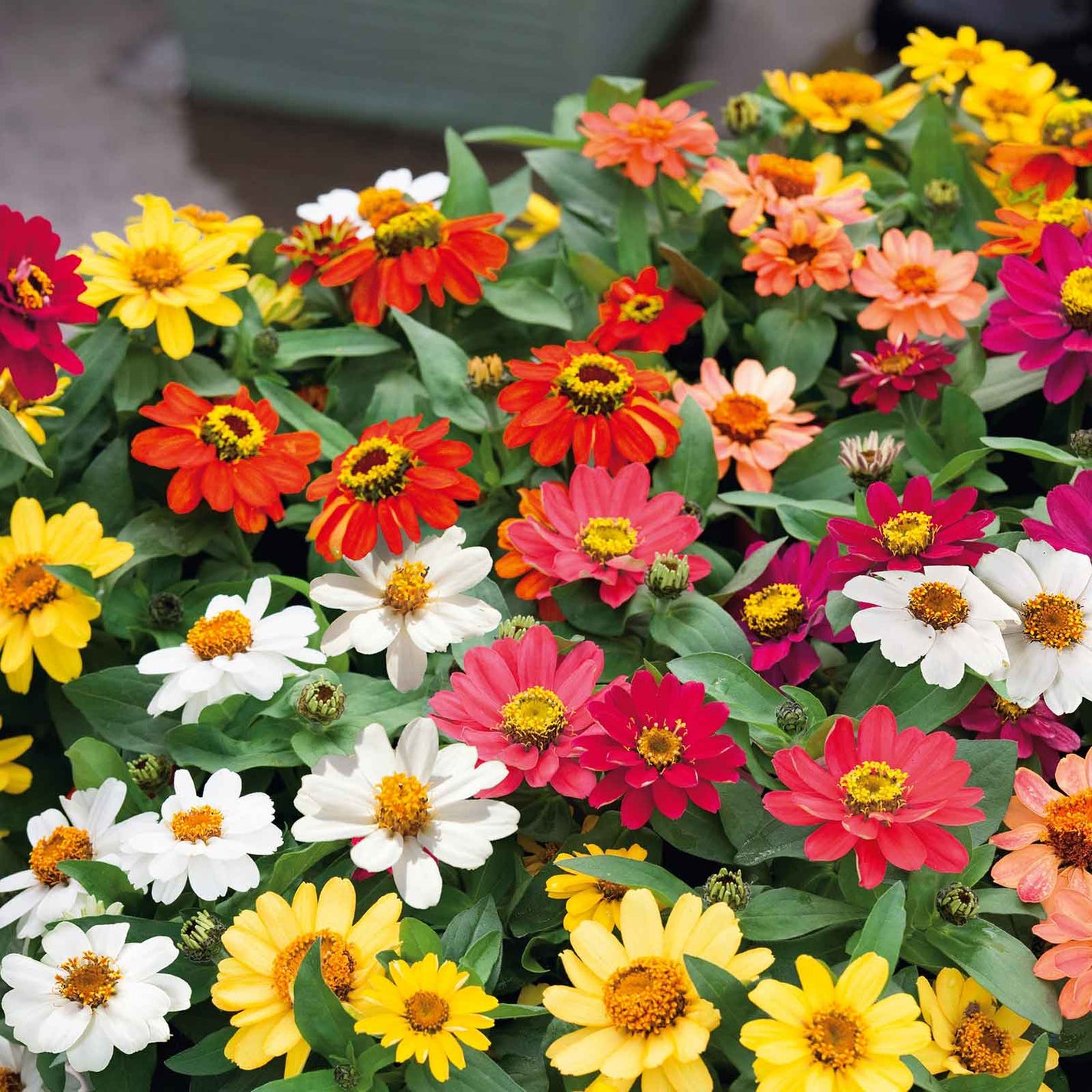 Zinnia Seeds Profusion Mix Flower Seeds in Packets & Bulk Eden