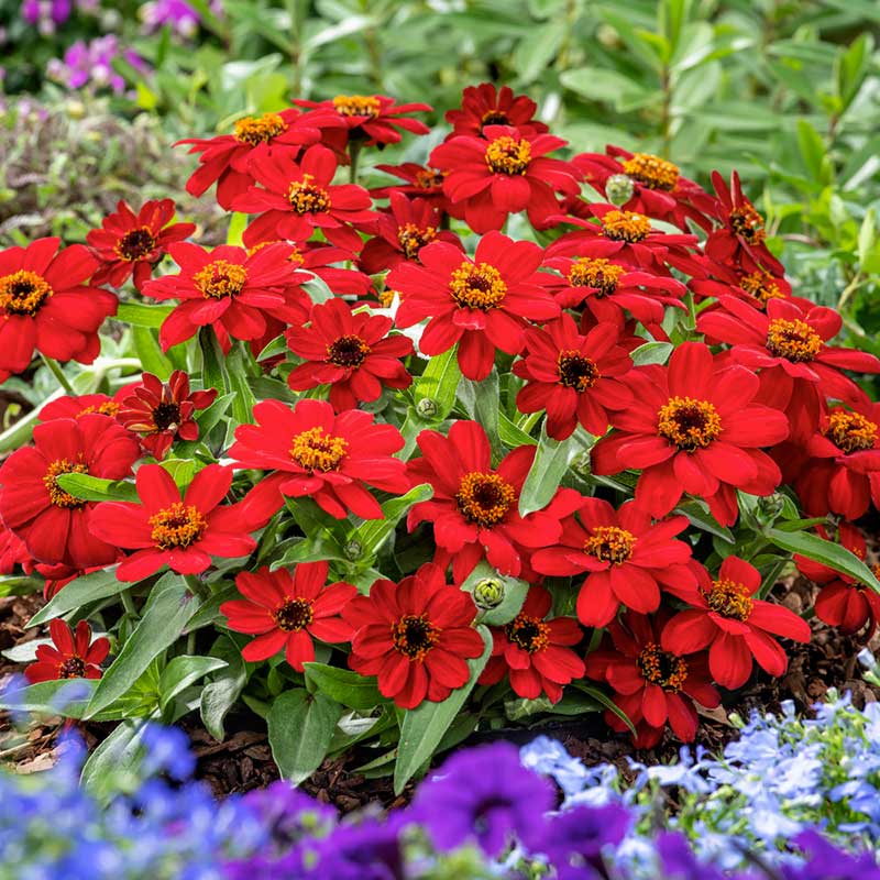 zinnia profusion red