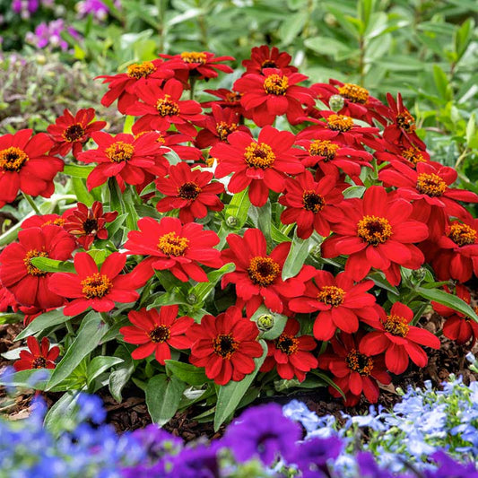 zinnia profusion red