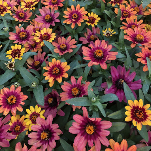 zinnia profusion red yellow bicolor