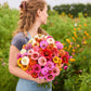 Person holding a bouquet of colorful pumila mix zinnia flowers in a garden setting