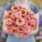 zinnia pumila salmon