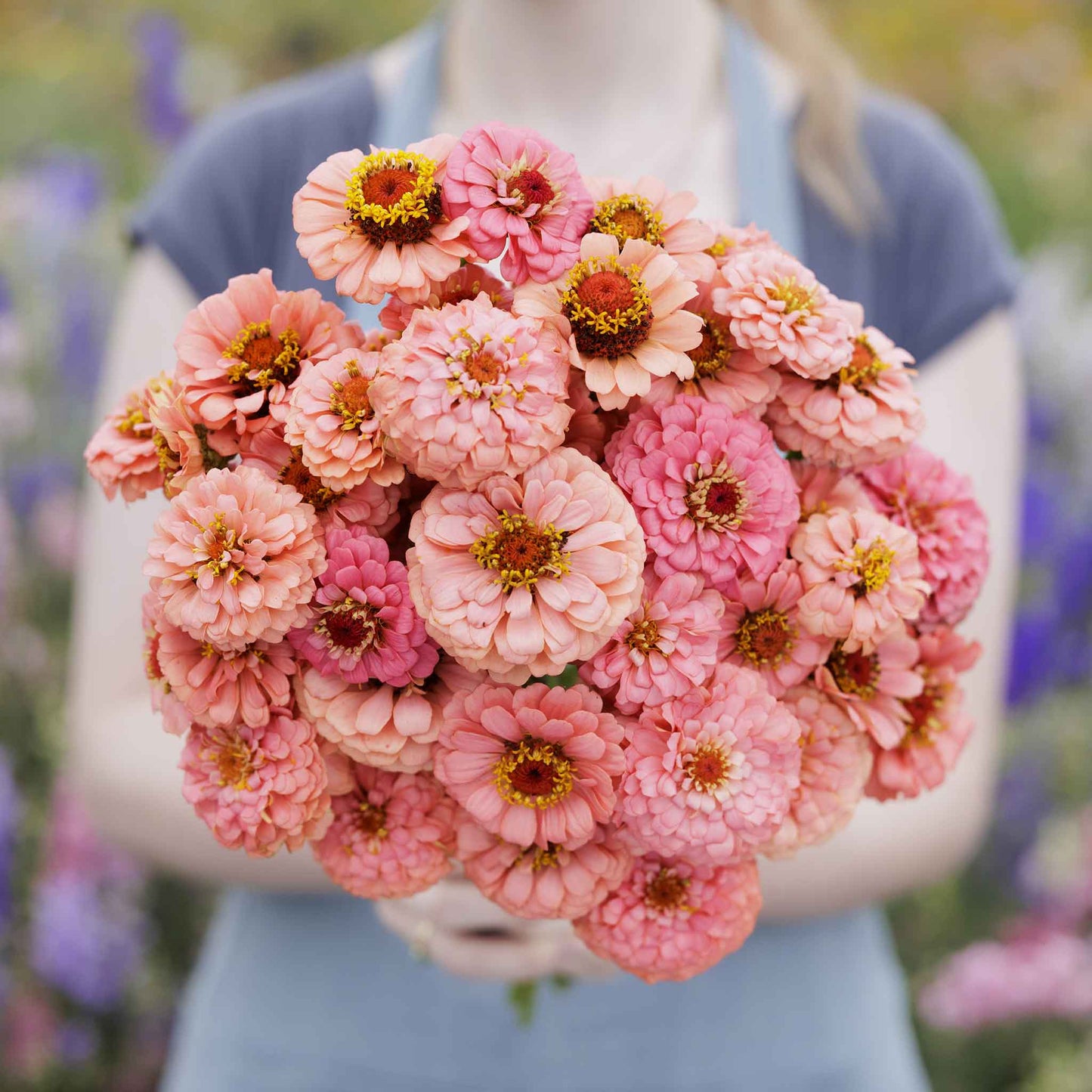 zinnia pumila salmon