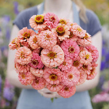 Salmon-colored zinnia pumila salmon flowers in close-up on a natural garden backdrop
