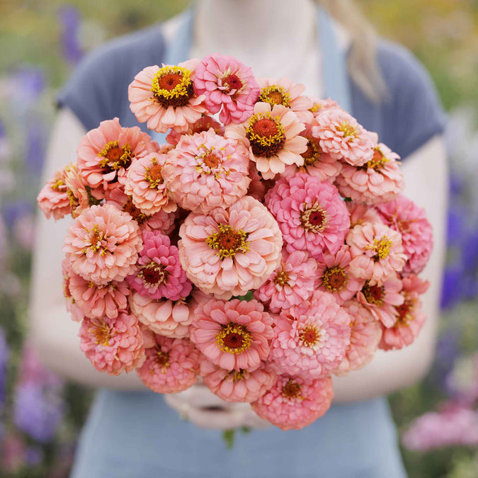 zinnia pumila salmon