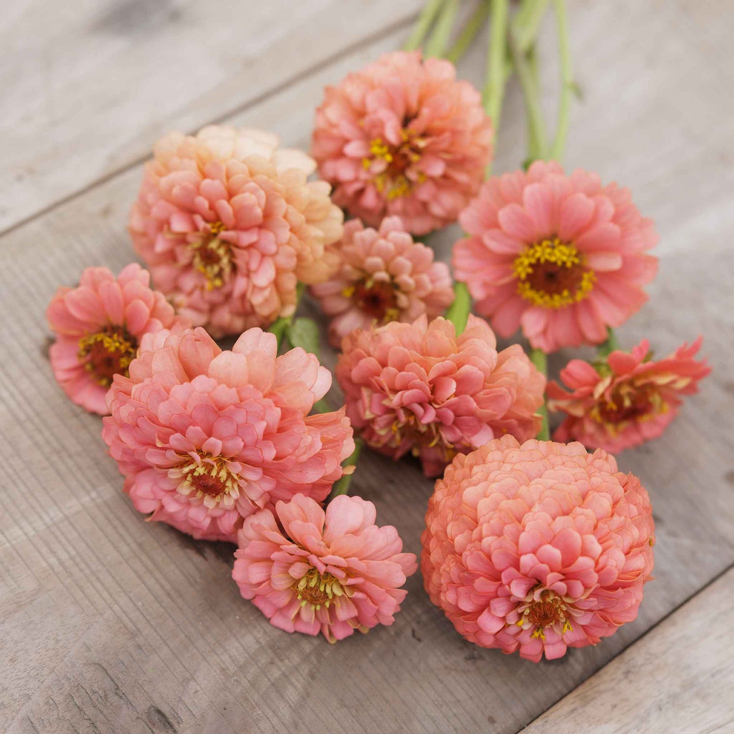 zinnia pumila salmon