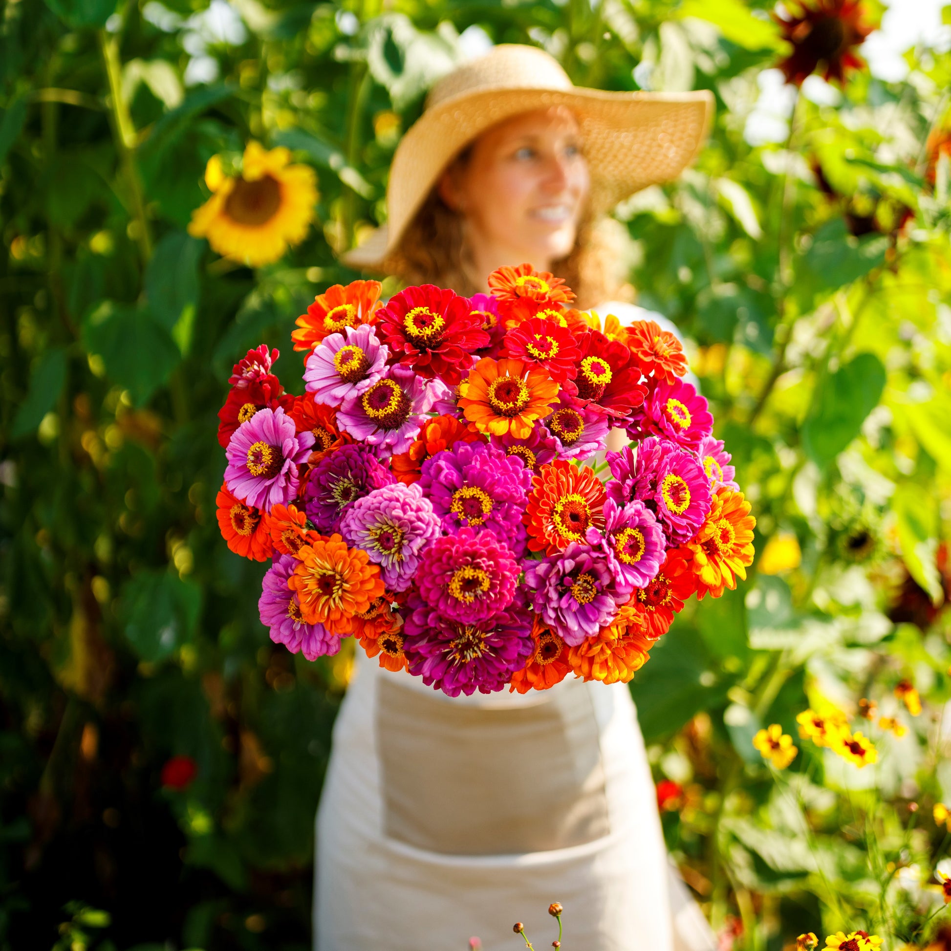 Deep purple zinnia purple dream mix blooms on a bright natural garden background