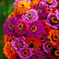 Zinnia Seeds - Purple Dream Mix