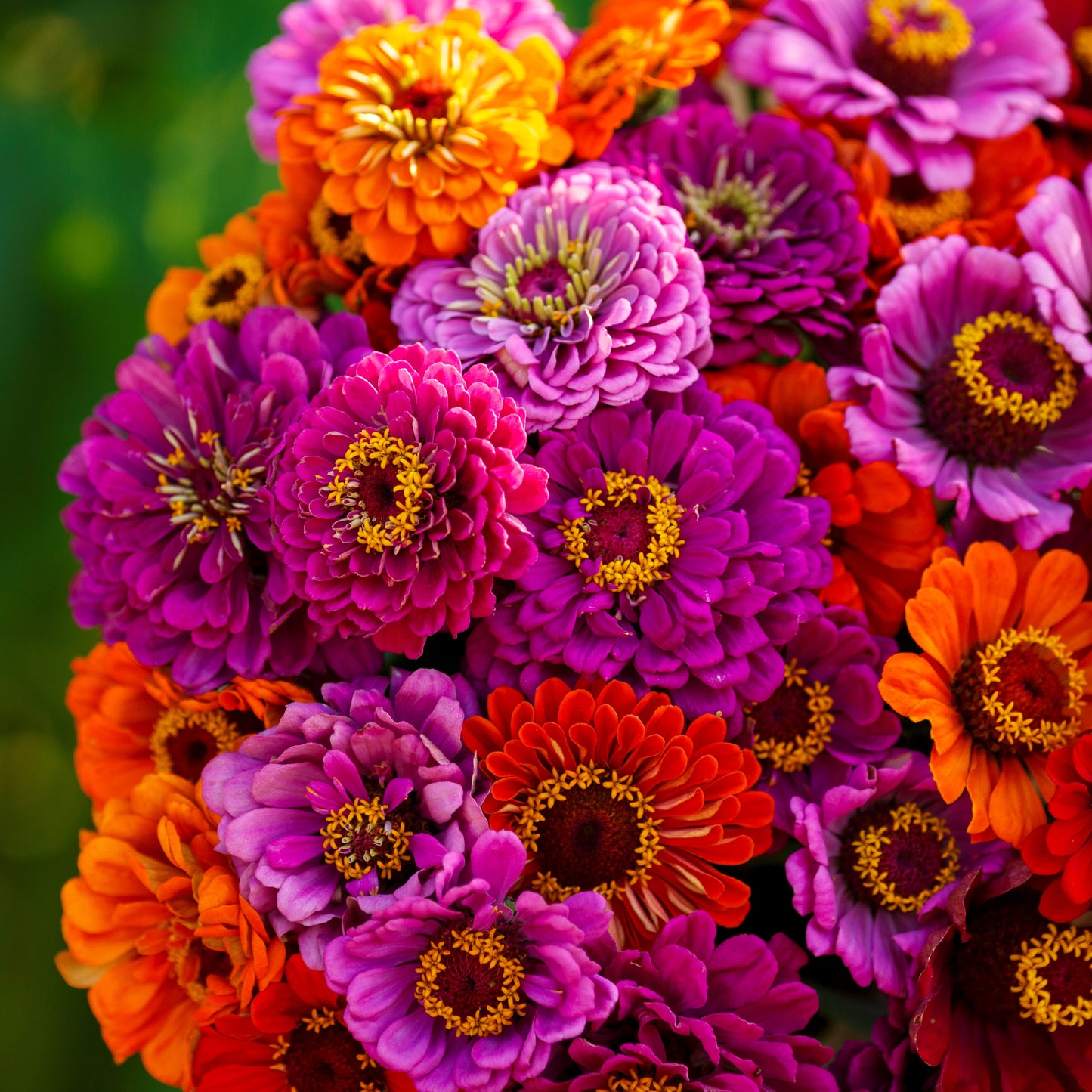 Zinnia Seeds - Purple Dream Mix