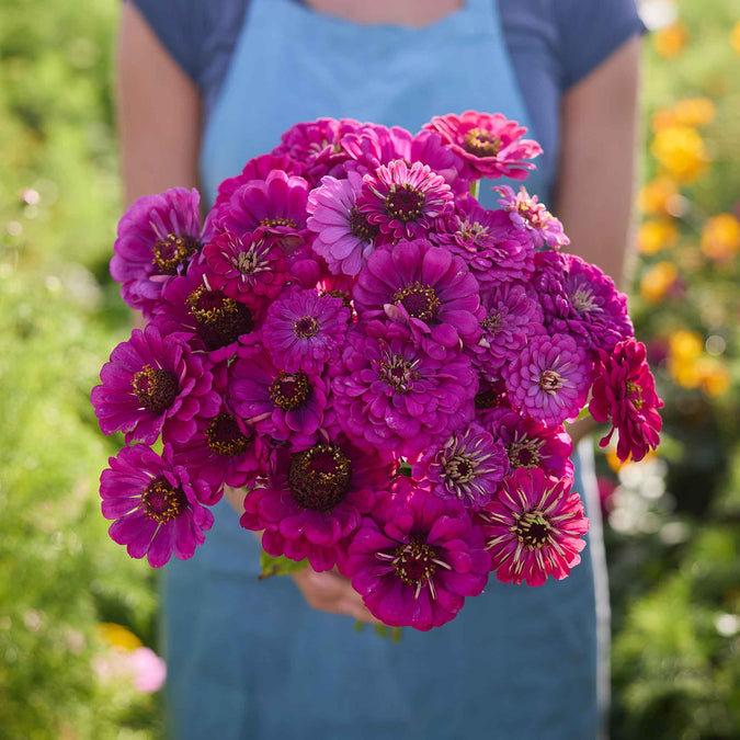 Person holding a bouquet of bright Zinnia Purple Prince flowers with a blurred green background