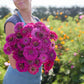 Person holding a bouquet of zinnia purple prince flowers in a garden setting