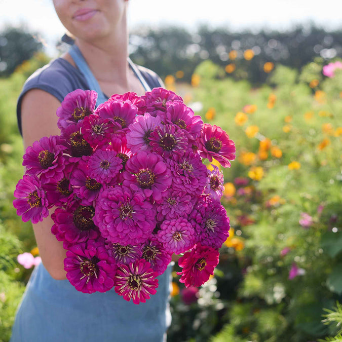 Person holding a bouquet of zinnia purple prince flowers in a garden setting