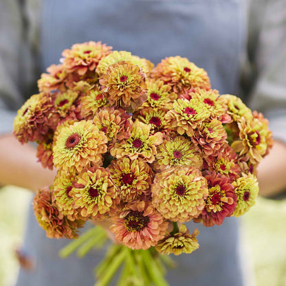 Pink and orange zinnia queen lime orange flowers on a natural garden backdrop