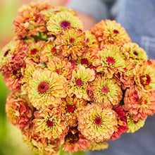 Close-up of zinnia queen lime orange flowers on a bright outdoor garden backdrop