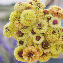 Cluster of pink yellow and orange zinnia queeny lemon peach on a garden backdrop