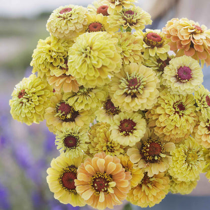 Cluster of pink yellow and orange zinnia queeny lemon peach on a garden backdrop
