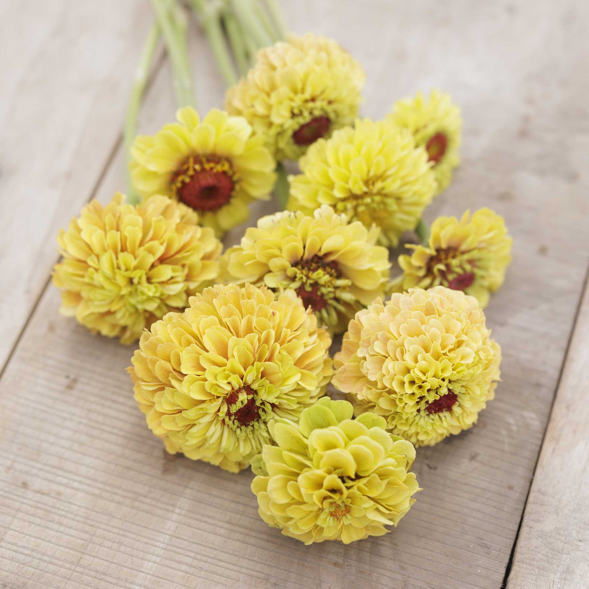 Vibrant zinnia queeny lemon peach flower in warm tones on a natural garden backdrop