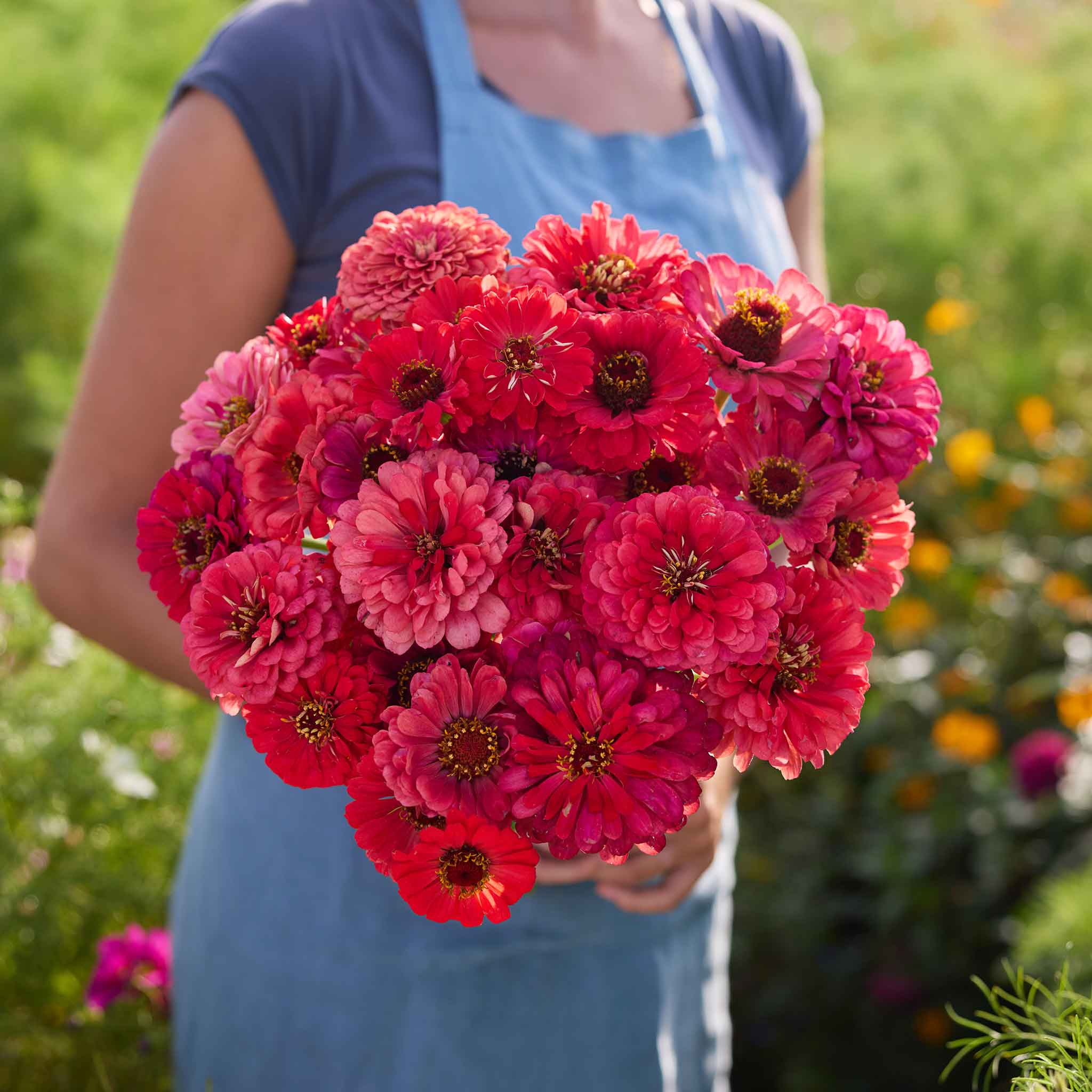 Person holding a bouquet of salmon queen zinnia flowers in a garden setting