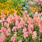 Orange and pink Snapdragons growing in a natural setting.
