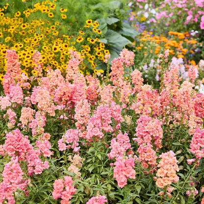 Orange and pink Snapdragons growing in a natural setting.