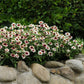 Floral garden with white and pink zahara starlight rose zinnia flowers and green foliage, surrounded by stones.