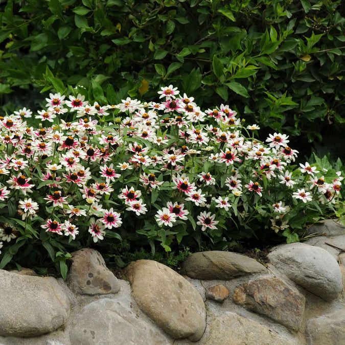 Floral garden with white and pink zahara starlight rose zinnia flowers and green foliage, surrounded by stones.