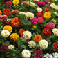 zinnia state fair mix