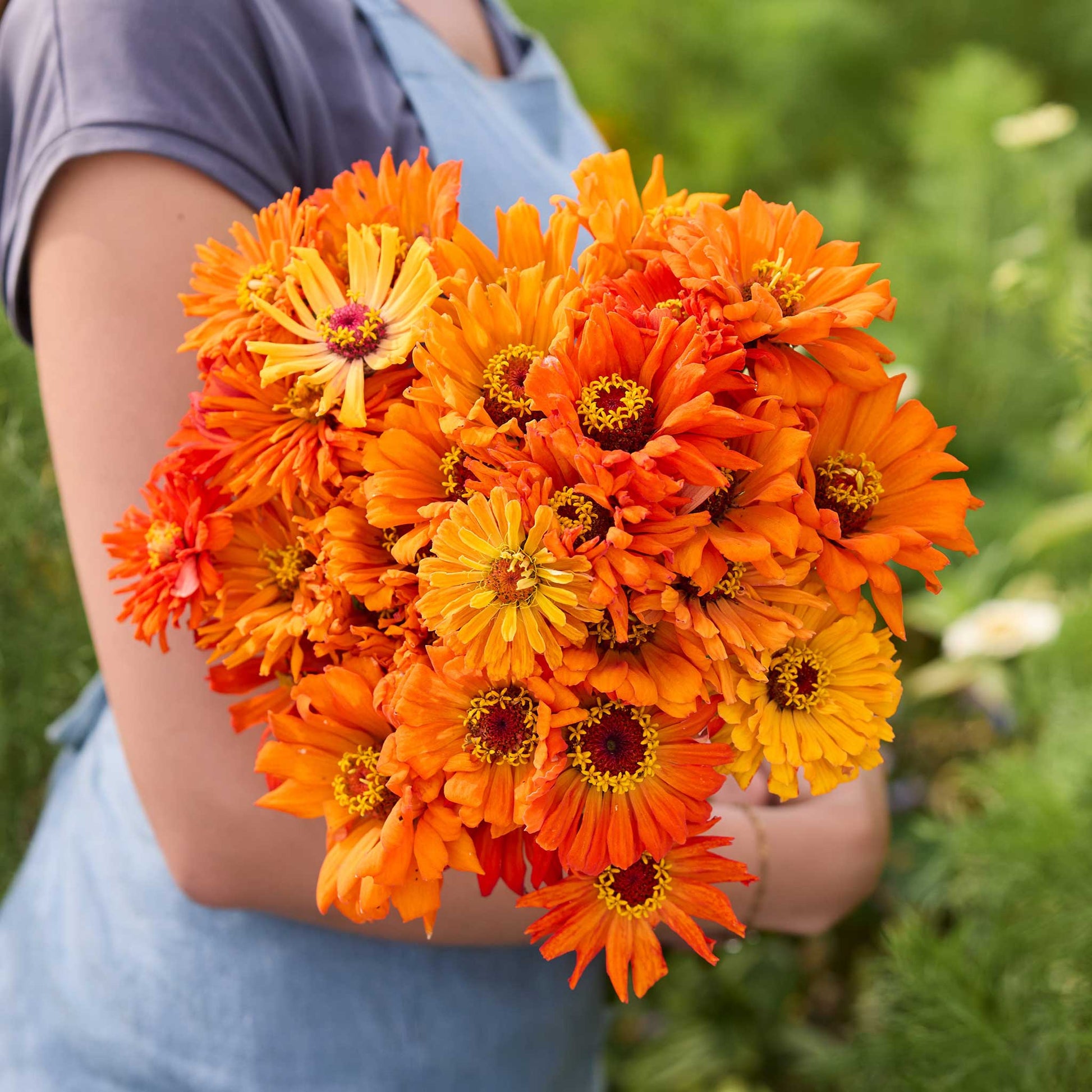 A person holding a bouquet of orange Zinnia super cactus aztec flowers in a garden setting.