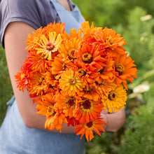 A person holding a bouquet of orange Zinnia super cactus aztec flowers in a garden setting.