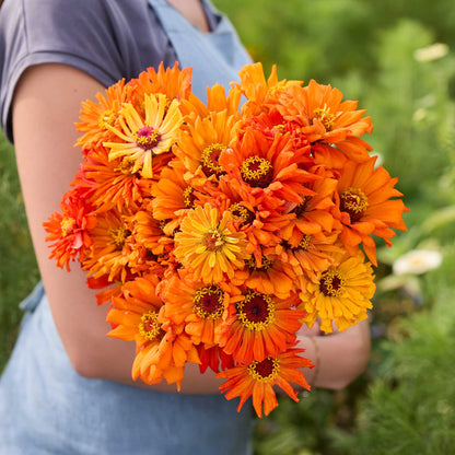 A person holding a bouquet of orange Zinnia super cactus aztec flowers in a garden setting.
