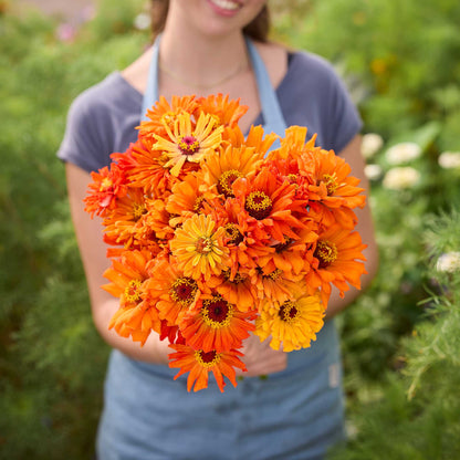 A person holding a bouquet of orange Zinnia super cactus aztec flowers in a garden setting.