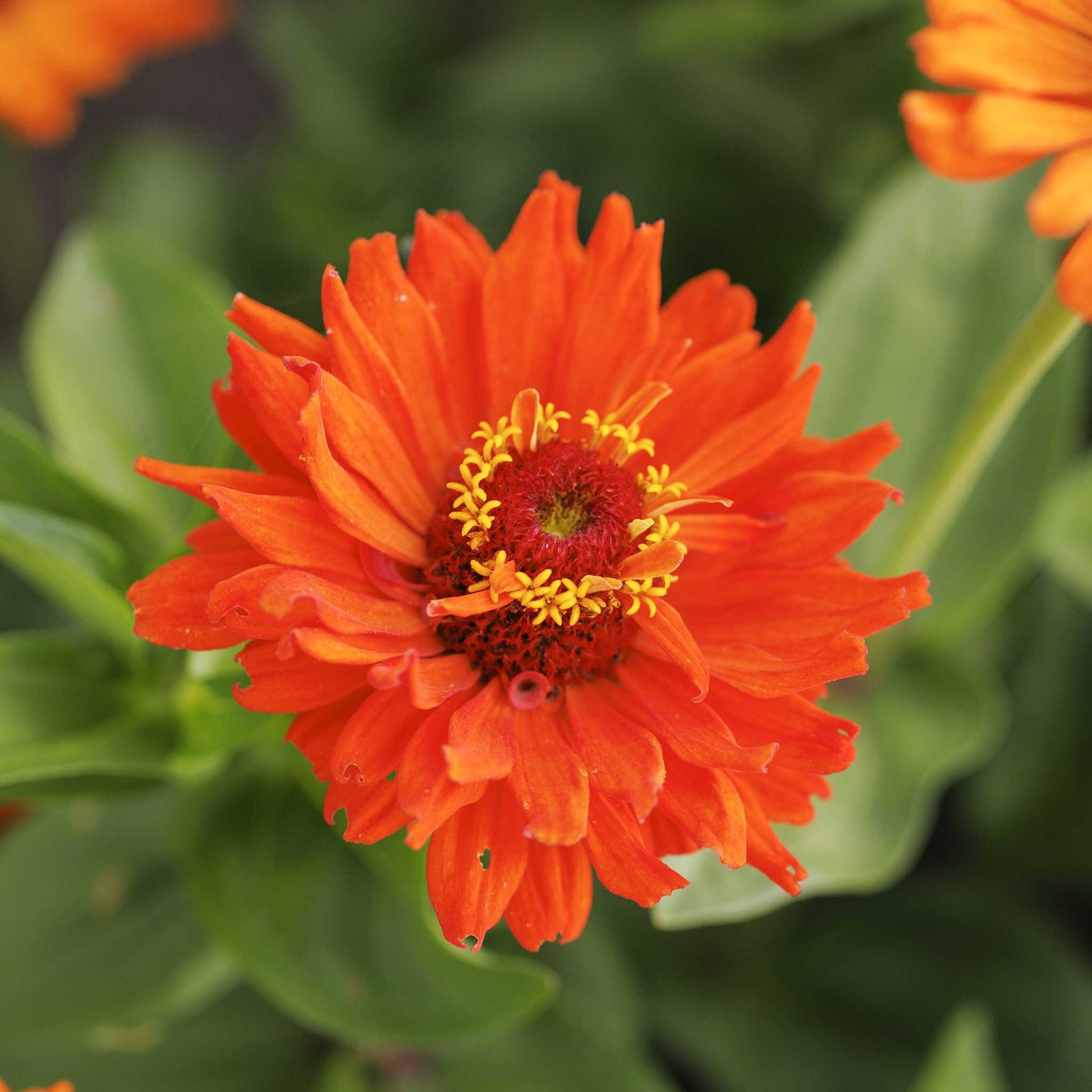 Close up of a single orange zinnia cactus aztec with a blurred green background