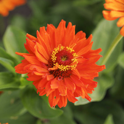 Close up of a single orange zinnia cactus aztec with a blurred green background