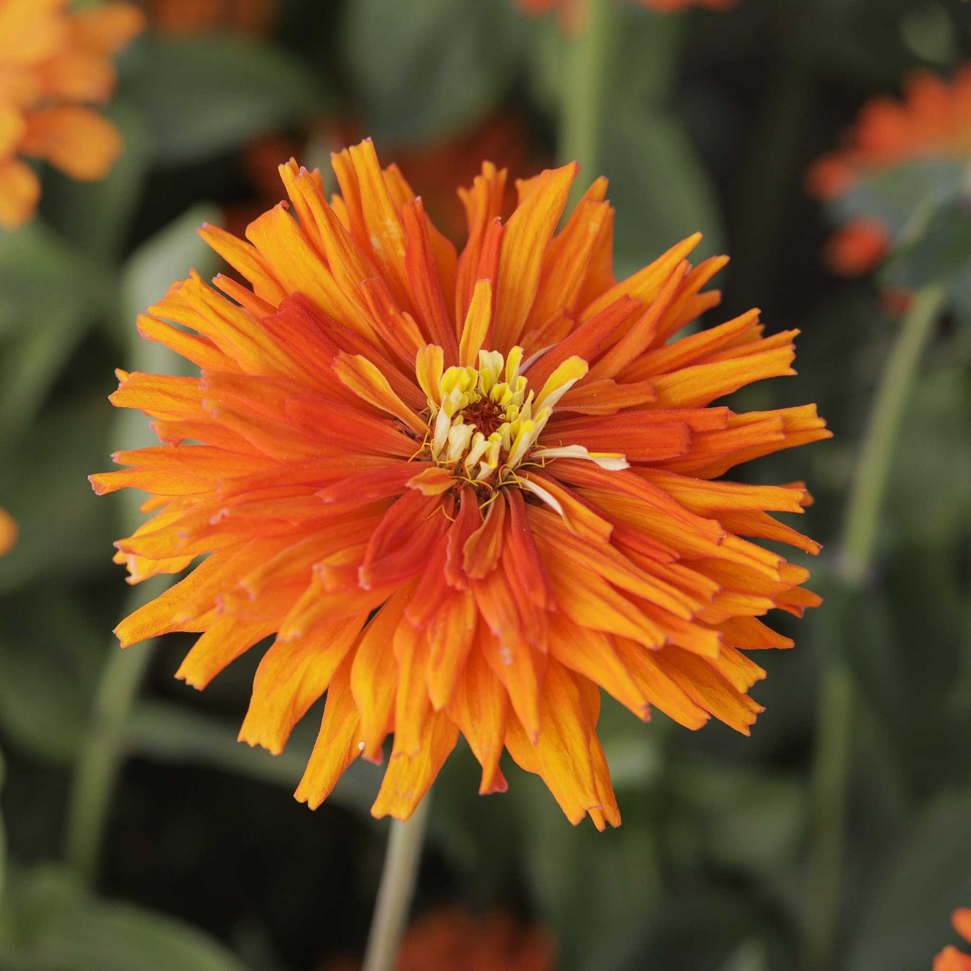 Close up of a single orange zinnia cactus aztec with a blurred green background