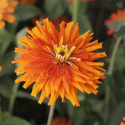 Close up of a single orange zinnia cactus aztec with a blurred green background