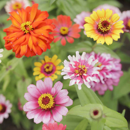 Zinnia swirls mix seed packet displayed against a clean white background