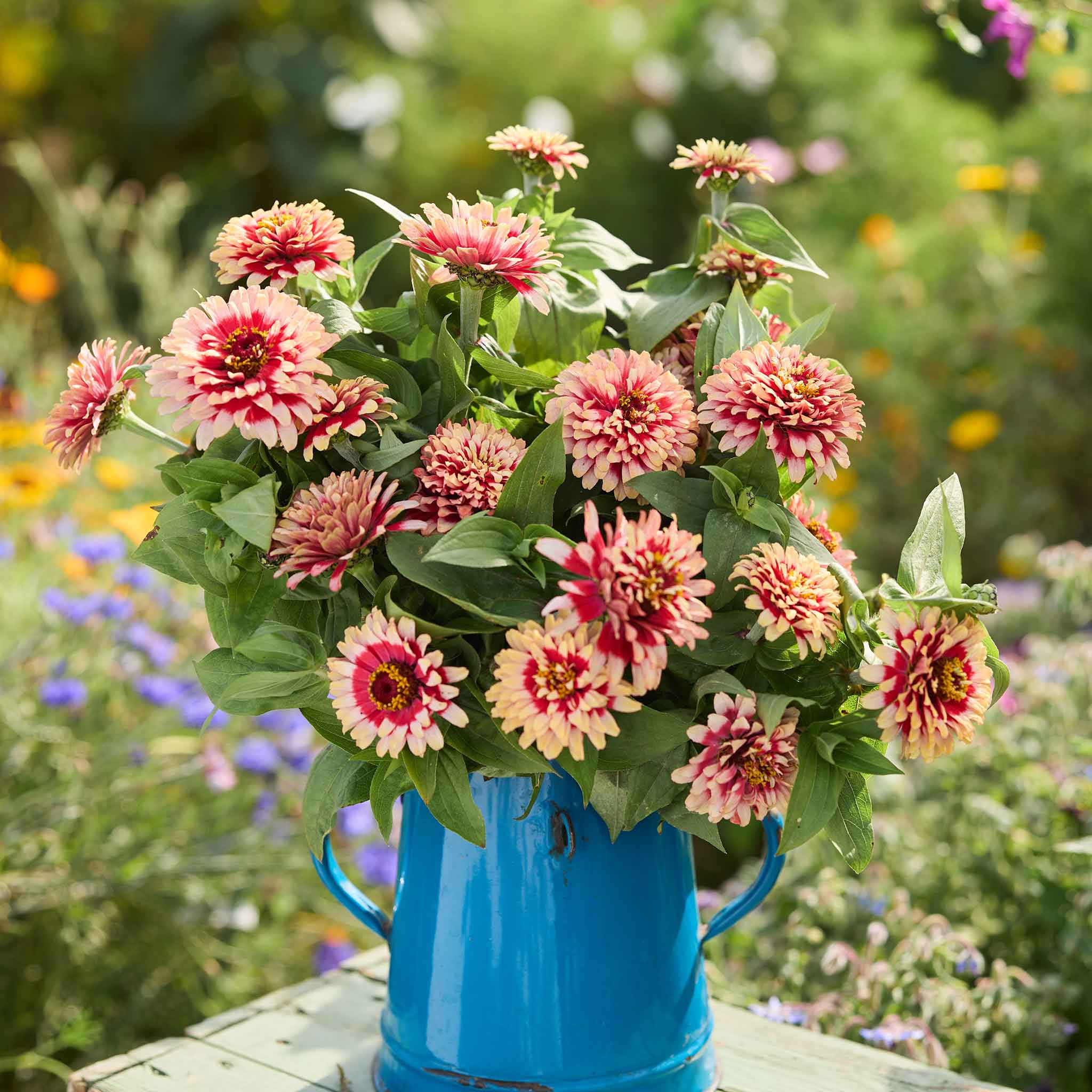 Bouquet of pink and red Zinnia Swizzle Cherry & Ivory flowers in a blue vase with a garden background