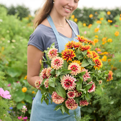 Person holding a bouquet of pink and red Zinnia Swizzle Cherry & Ivory flowers in a garden setting
