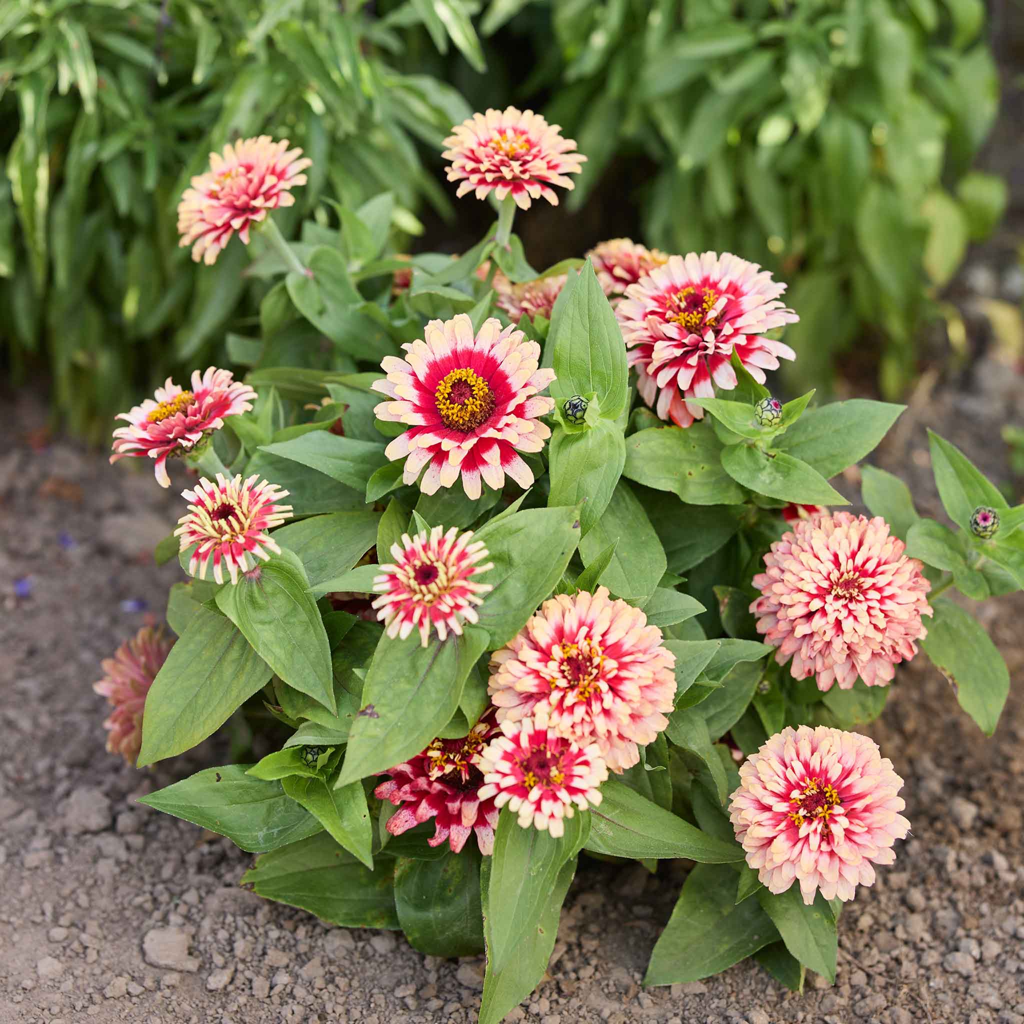 Pink and white Zinnia Swizzle Cherry & Ivory flowers with green leaves on a natural background