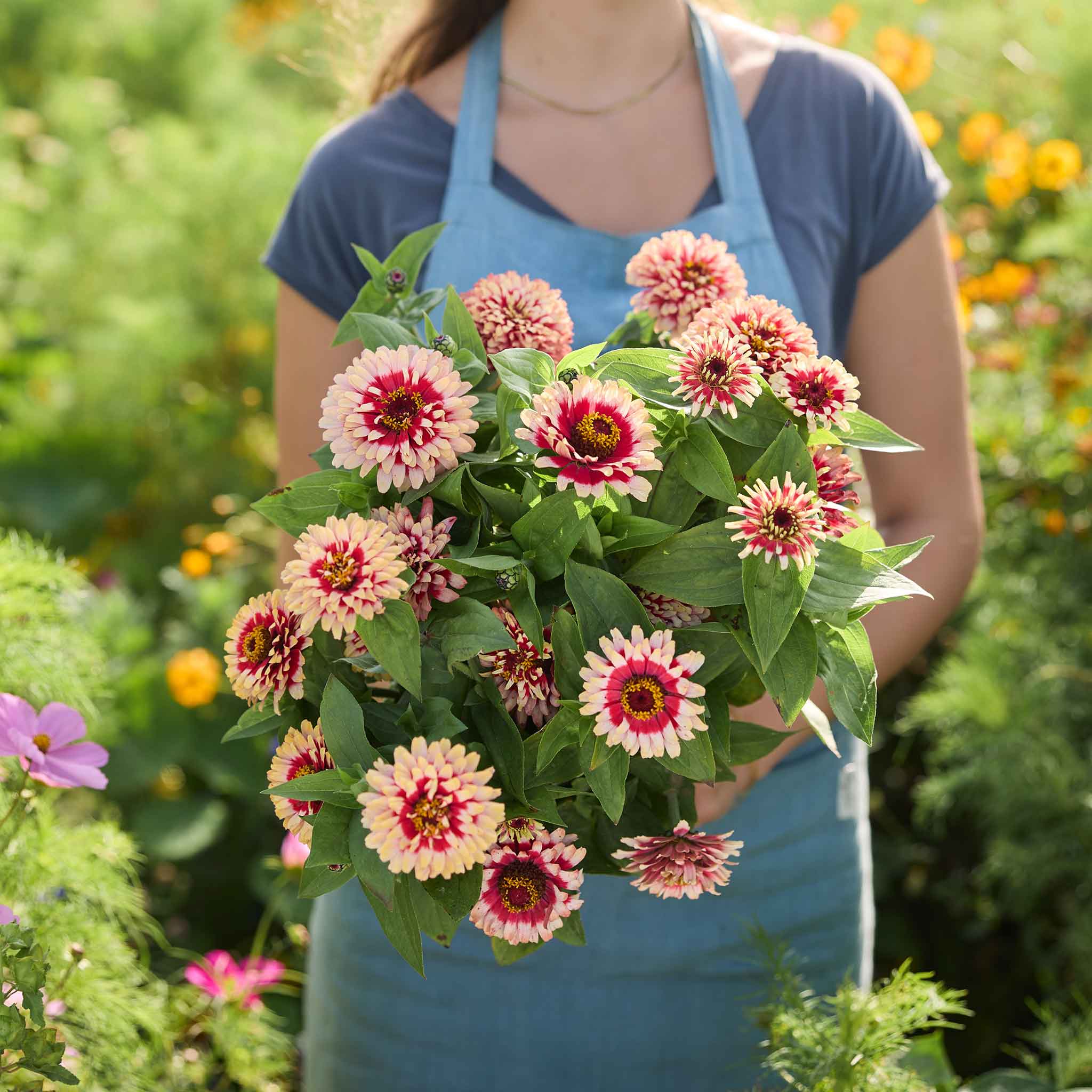 Person holding a bouquet of pink and red Zinnia Swizzle Cherry & Ivory flowers in a garden setting