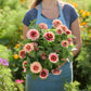 Person holding a bouquet of pink and red Zinnia Swizzle Cherry & Ivory flowers in a garden setting