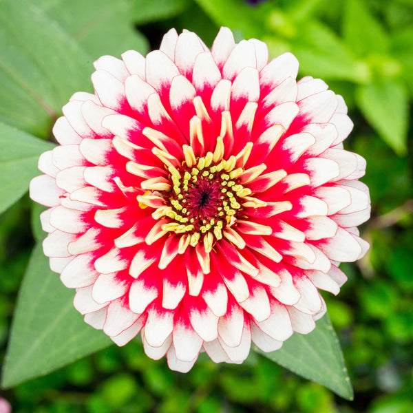 FLOWER Zinnia Seeds - Swizzle Cherry & Ivory | Flower Seeds in Packets
