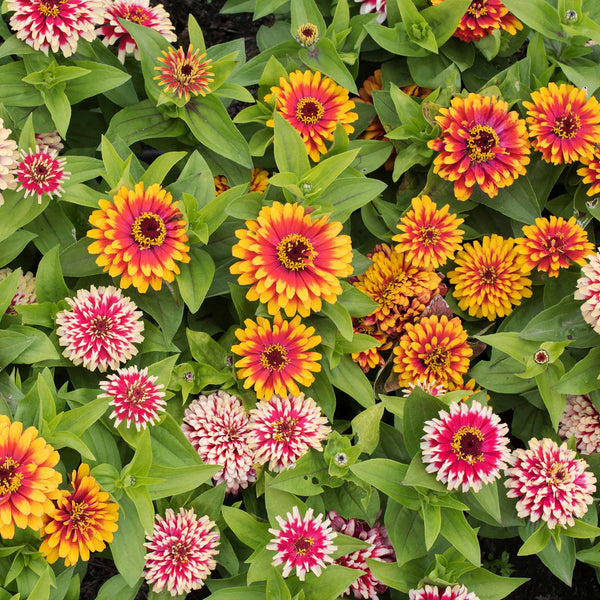 【期間限定】 Seeds Zinnia - Bulk & Packets in Seeds Flower | Mix Swizzle パーツ