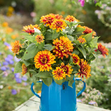 A bouquet of pink and red and yellow Zinnia Swizzle scarlet yellow flowers in a garden setting