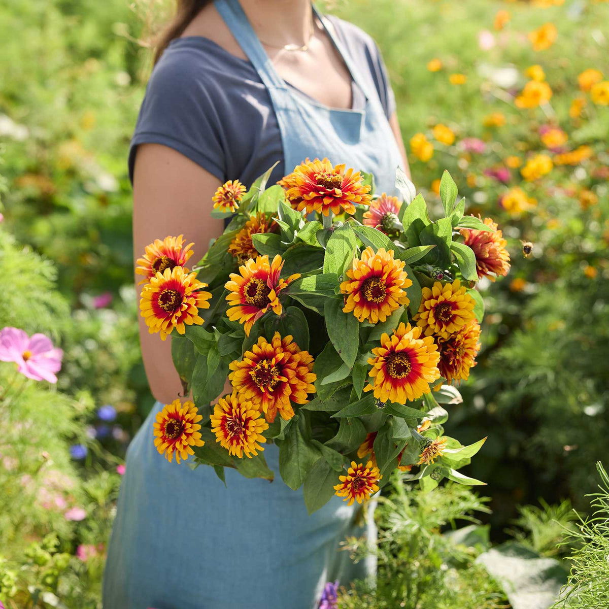 A person holding a bouquet of pink and red and yellow Zinnia Swizzle scarlet yellow flowers in a garden setting