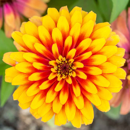 Bold zinnia swizzle scarlet yellow flower in bright bicolor on a garden backdrop